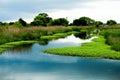 Old flooded rice field