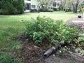 Old Florida flower bush