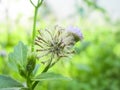 Old flower of Bitter bush or Siam seed