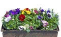 Box with beautiful colorful pansy Royalty Free Stock Photo