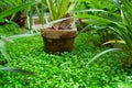 Old flower pot with green plant in green nature