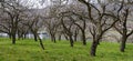 old flowering apricot trees