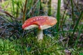 Fly amanita growing in the pinewood Royalty Free Stock Photo