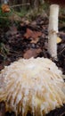 Old fly amanita mushroom Amanita muscaria being decomposed in forest Royalty Free Stock Photo