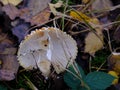 Old fly amanita mushroom Amanita muscaria broken and damaged Royalty Free Stock Photo