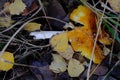 Old fly amanita mushroom Amanita muscaria undergoing decay surrounded by vegetation Royalty Free Stock Photo