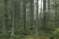 An old foggy and mysterious coniferous boreal forest in Estonia, Europe