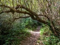 Old footpath in the shady forest Royalty Free Stock Photo