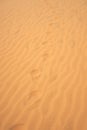 Old footprints in the sand in the desert. Royalty Free Stock Photo