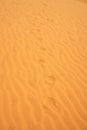 Old footprints in the sand in the desert. Royalty Free Stock Photo