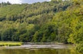 View on a old forest during summer time