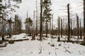 old forest damaged by fowl calamity in an area where logging is prohibited, old woods are historically without intervention by Royalty Free Stock Photo