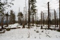 Old forest damaged by fowl calamity in an area where logging is prohibited, old woods are historically without intervention by Royalty Free Stock Photo