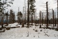 Old forest damaged by fowl calamity in an area where logging is prohibited, old woods are historically without intervention by Royalty Free Stock Photo