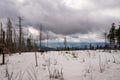 Old forest damaged by fowl calamity in an area where logging is prohibited, old woods are historically without intervention by Royalty Free Stock Photo