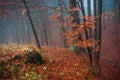 Old forest with fog in autumn