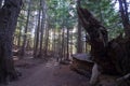 Old forest with footpath with fallen trees and roots Royalty Free Stock Photo