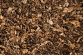 Old forest mulch. Wild forest mulch flat lay Royalty Free Stock Photo