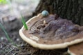 Old forest mushroom close-up. Big mushroom hid under pine needles. Mushroom closeup Royalty Free Stock Photo