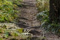 Old forest path among mountain vegetation