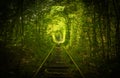 Old forest and railway tunel of love