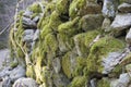 Old forest road in the Alps. Mossy old stone walls Royalty Free Stock Photo