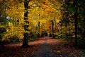 Old forest road in Amsterdamse Bos with autumn orange and yellow leafs Royalty Free Stock Photo