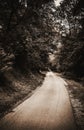 Old Forest Road Royalty Free Stock Photo