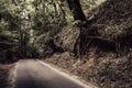 Old forest road details during day Royalty Free Stock Photo