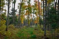 Old forest road overgrown surrounded with fall colors Royalty Free Stock Photo