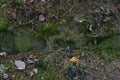 Old forest stones covered with moss against the background of fallen autumn leaves and pine needles Royalty Free Stock Photo