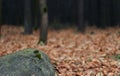 Old forest stones covered with moss against the background of fallen autumn leaves and pine needles Royalty Free Stock Photo