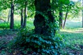 Old forest tree. nature green forest sunlight backgrounds Royalty Free Stock Photo