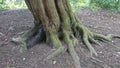Old Forest Tree Roots Background Royalty Free Stock Photo