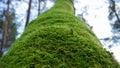 Old forest tree trunk with green moss forest. Wild vegetation scenic growth details nature background. A magical autumn Royalty Free Stock Photo