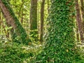 Old forest tree trunks covered with ivy Royalty Free Stock Photo