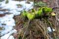 old forest. The trees are covered with moss. Difficult passable thickets. Fallen rotten tree trunks and branches. The last snow Royalty Free Stock Photo