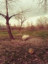 Old forgoten football ball in the woods. Royalty Free Stock Photo