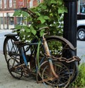 Old Forgotten Bikes Chained Up