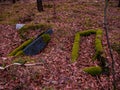 An old, forgotten cemetery covered with a high pine forest.