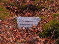 An old, forgotten cemetery covered with a high pine forest.