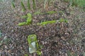 An old, forgotten cemetery in a pine, high forest.