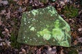 An old, forgotten cemetery in a pine, high forest.