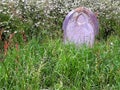 Overgrown gravestone