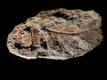 old fossil fish Royalty Free Stock Photo