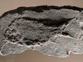 old fossil fish Royalty Free Stock Photo