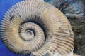 Old fossil of spiral mollusk on seabed Royalty Free Stock Photo