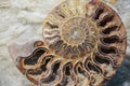 Old fossil of spiral mollusk on seabed Royalty Free Stock Photo