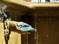 old fountain. carved stone fish head water spout. bright summer lights Royalty Free Stock Photo