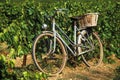 Old french bike in vineyard Royalty Free Stock Photo